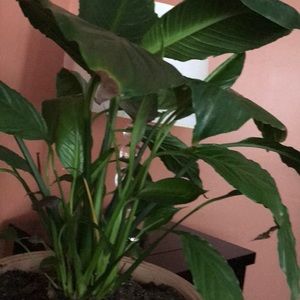 Meet your Posher, Eva